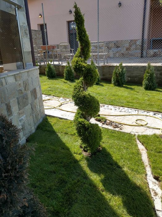 Тревен чим/райграс