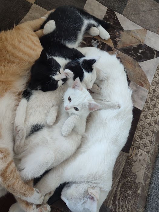 Кошки мальчики бесплатно