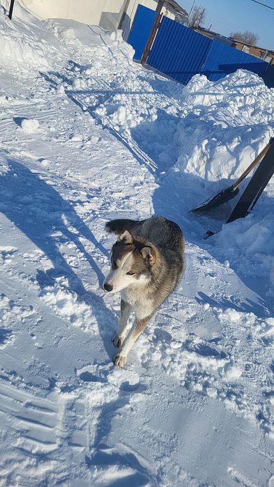 Продам собаку  хаски девушка