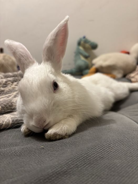 Вязка  кроликов