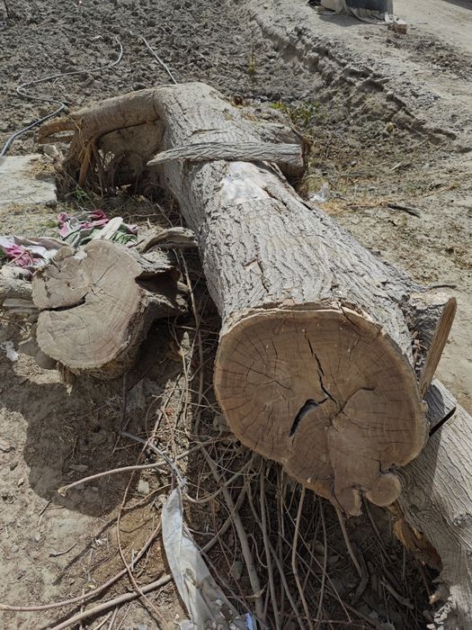 Quruq oʻtinlar sotiladi