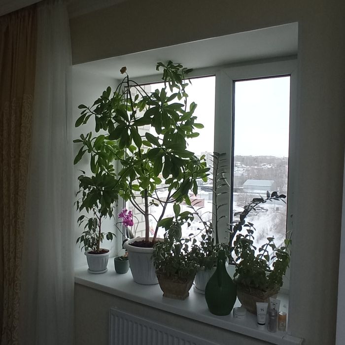 Продам растение  фикус с доставкой