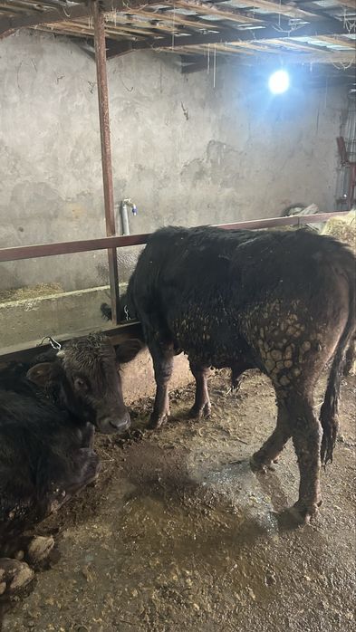 Бычок на откорме