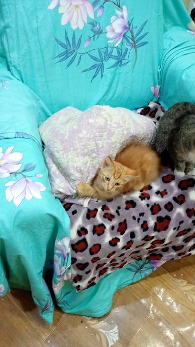 Отдам рыжего котенка