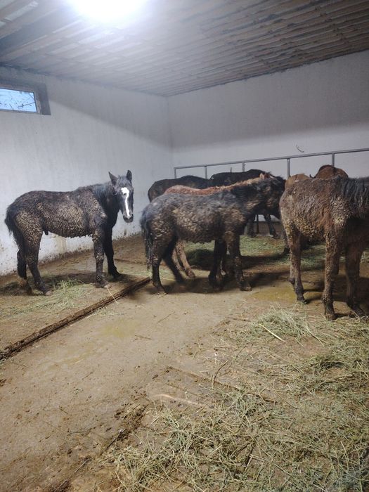 Жабагы 9бас  275мыннан