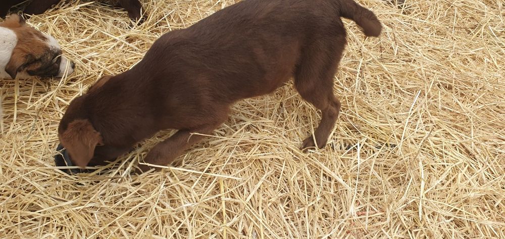 Donez cățeluși metiș de 4 luni