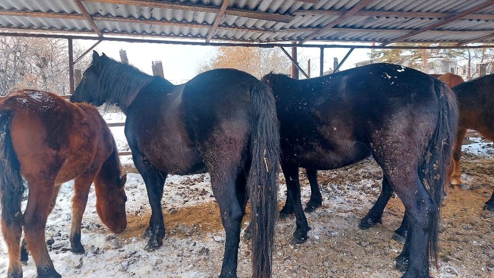 Продам жерёбых кобыл