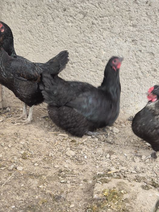 Таукытар курица сатылады