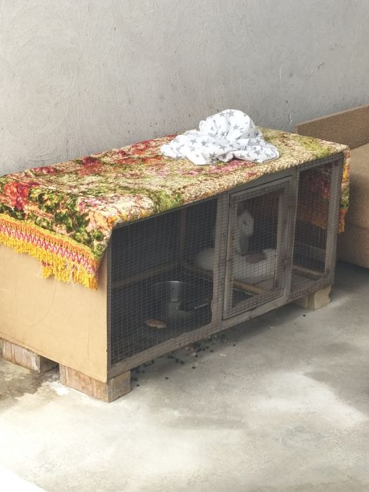 Quyon sotiladi hikol