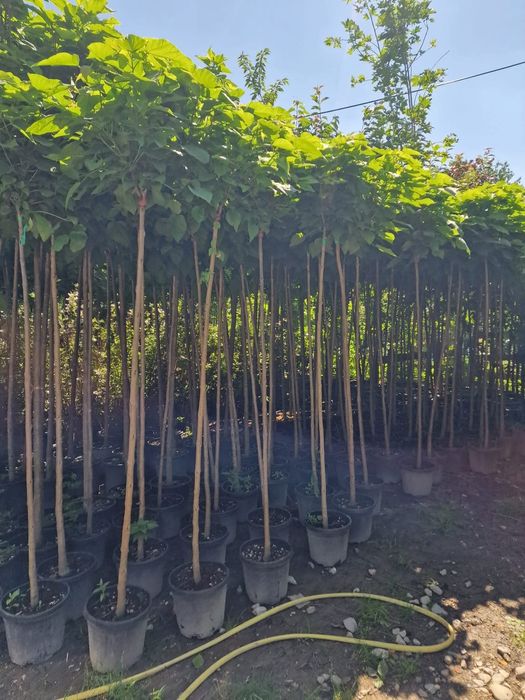 Vând brazi arginti și copaci ornamentali