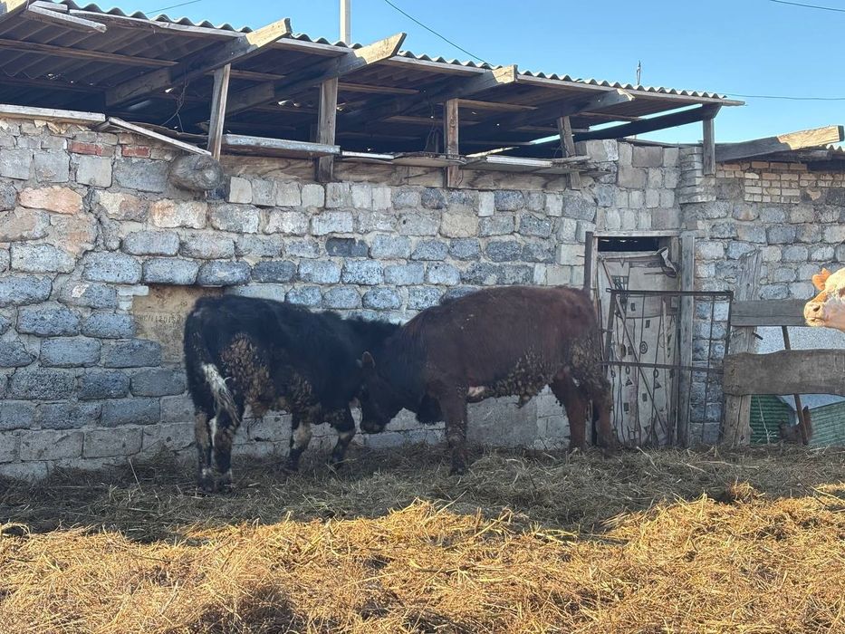 Продам КРС на мясо по