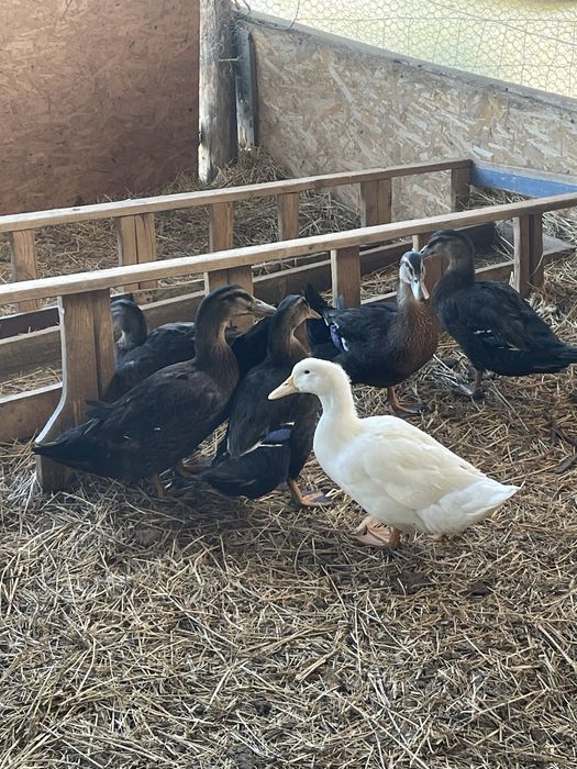 Rate rouen si pekin
