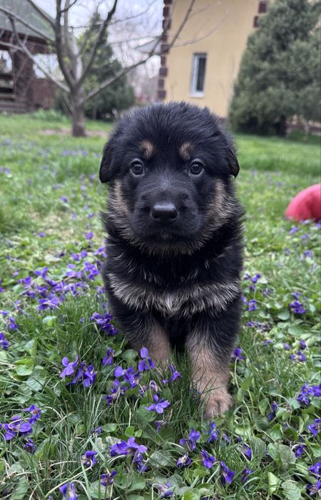 щенки немецкой овчарки