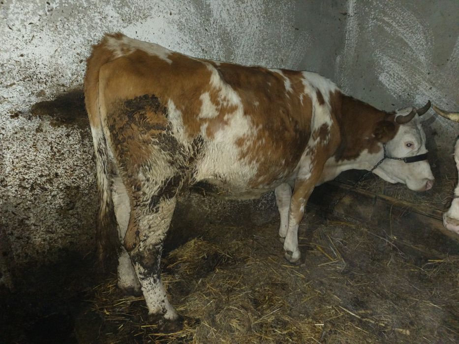 Vaca tânără gastanta