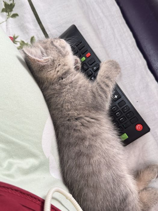 Котенок девоччка