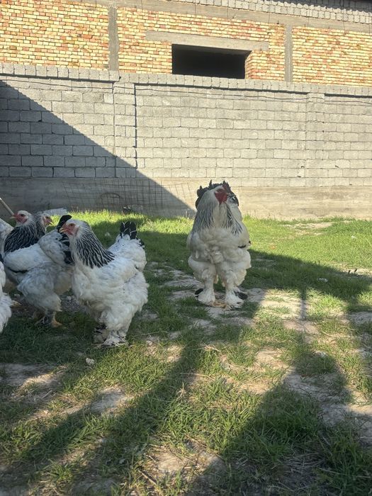 Брама тауықтардың жұмыртқасы