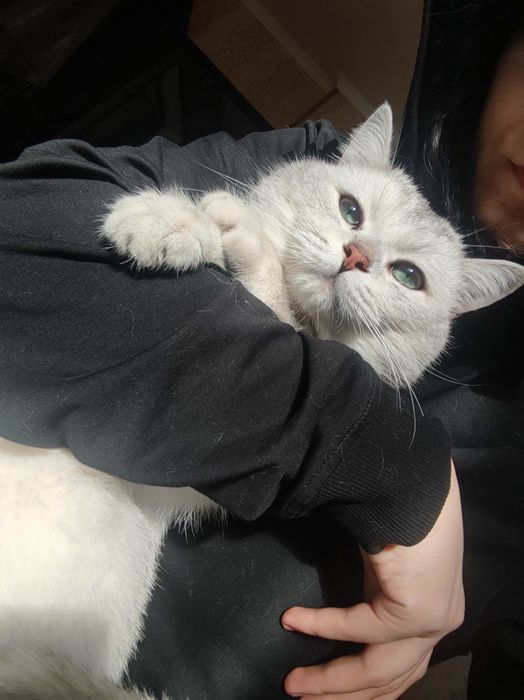 Вязка британский