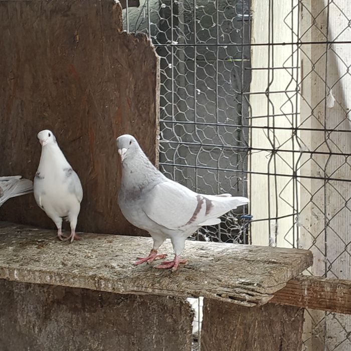 Vând porumbei înfoiați și standard