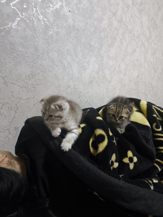 котята вислоухие девочки