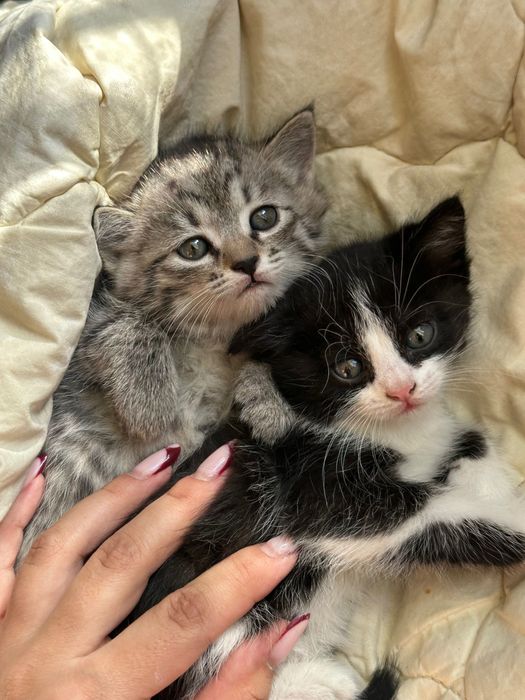 Котята в добрые руки