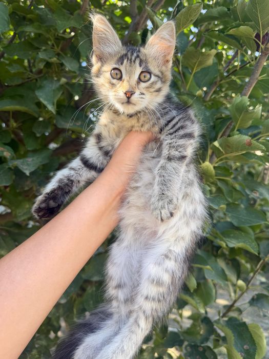 Отдам котенка в добрые руки
