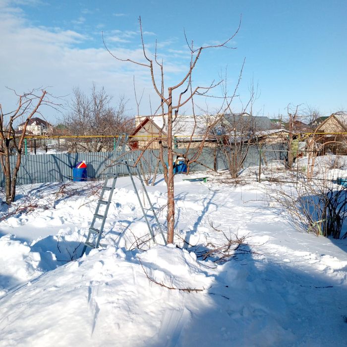 Обрезка деревьев