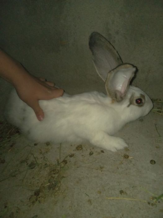 Продаются хорошие кролики