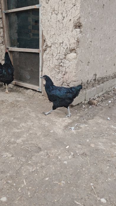 Jersi gigant va Astralop tovuq Xorozlari sotiladi