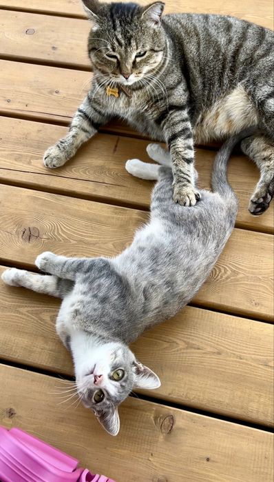 Очень умный котенок 4 мес