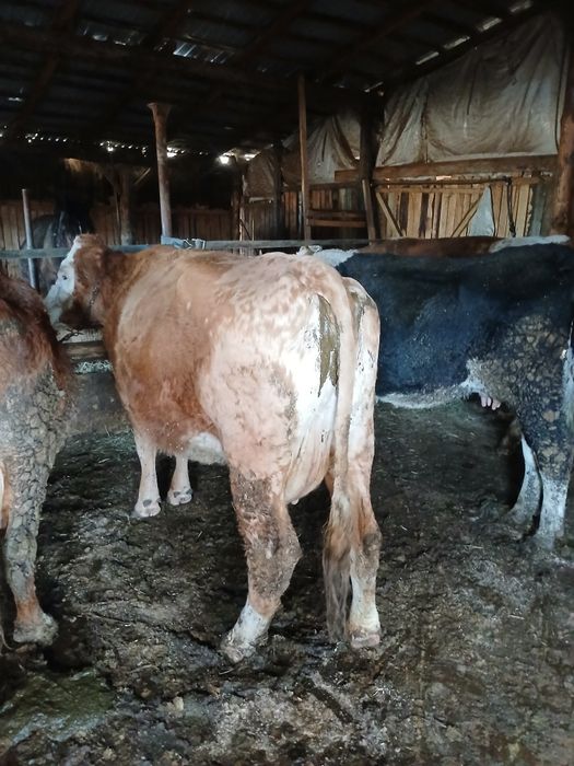 Vand vacii și juninci la prima fatare gestante împlinite de fatat și c