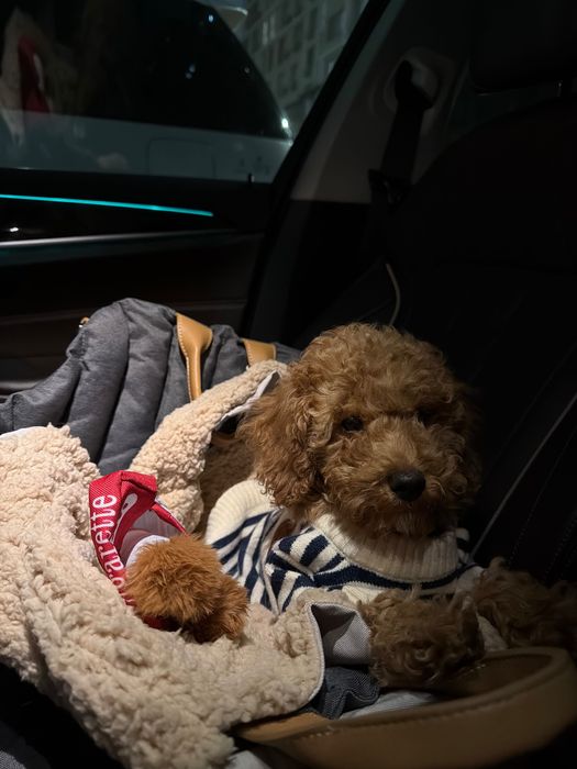 Переноска для собак и котят