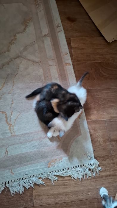 Отдаем котят в добрые руки