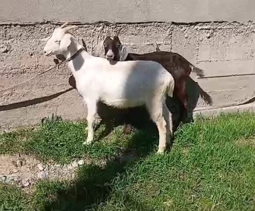 Нубийский буаз шыбыштар сатылады