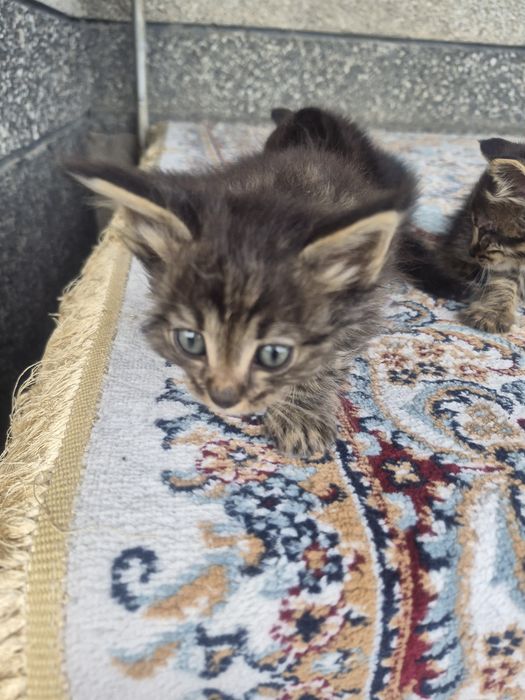 Отдам котят в добрые руки