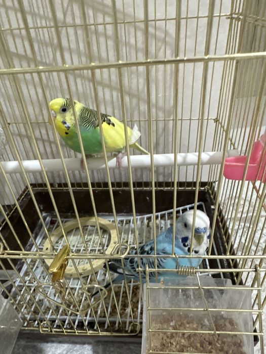 Продается папугай