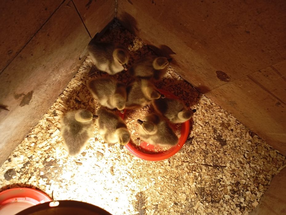 Boboci gasca lesasca