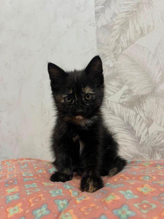 отдам котенка девочку в добрые руки