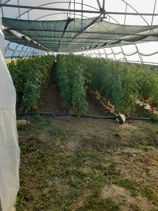 Vand solarii cu teren cu tot