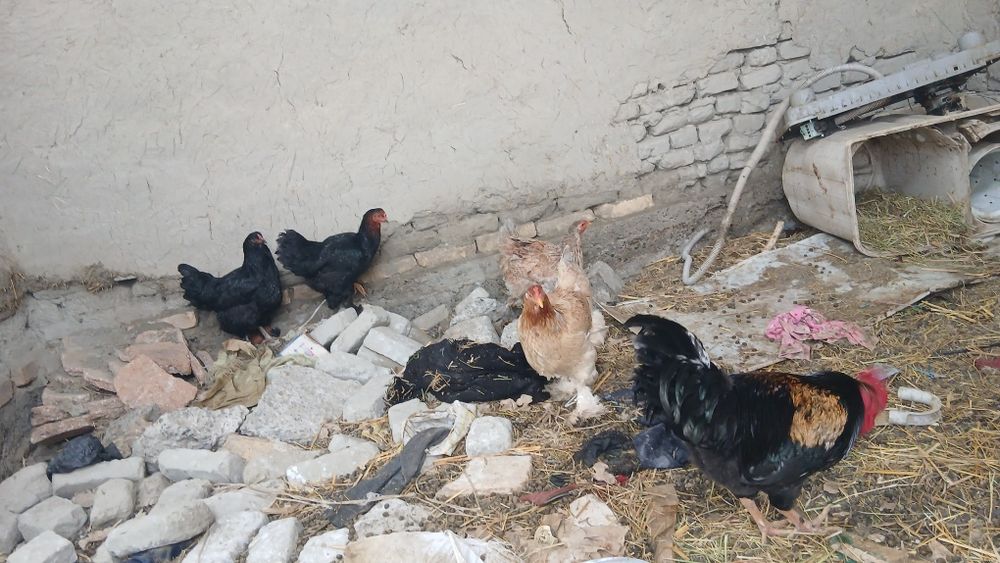 Товук ва хуроз сотилади