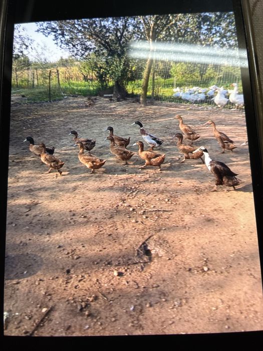 Vând rate kaki campbell