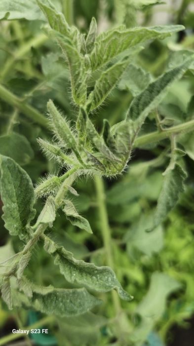 Продам раннюю рассаду