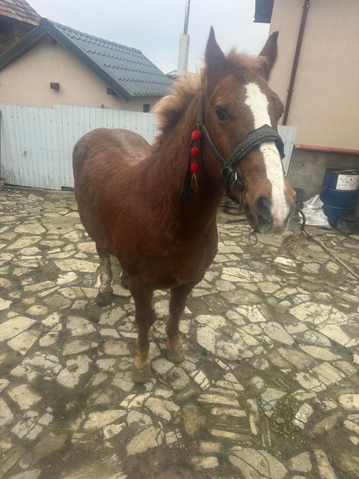 Cal de vânzare semigreu