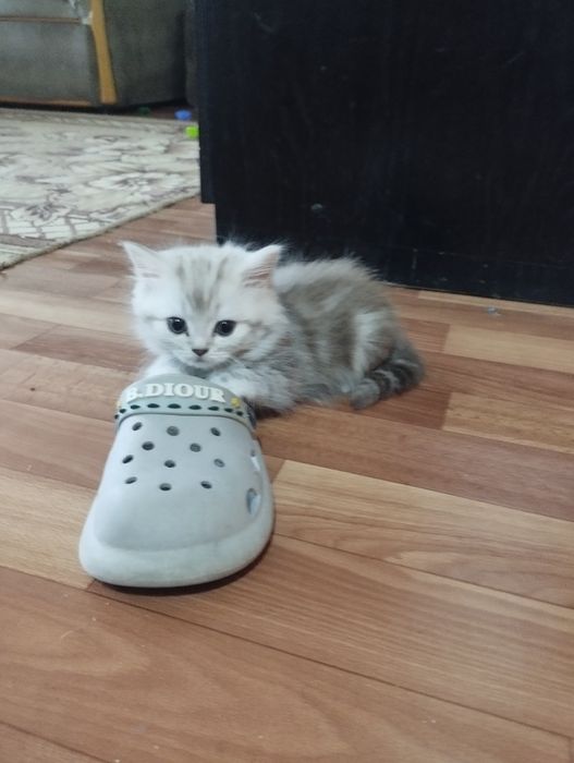 Продам шотландских котят