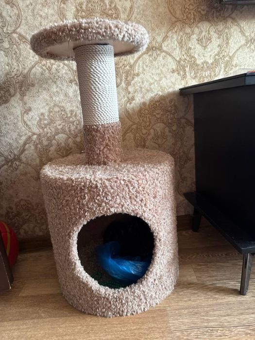 Продаётся! Шиншилла