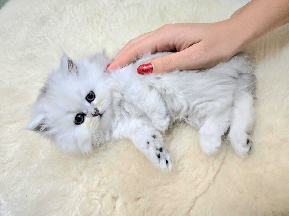 Персийска сребърна чинчила -котенца