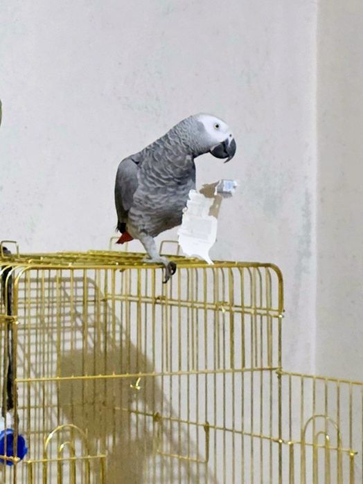 Jako afrika qushi To'tiqush papugay