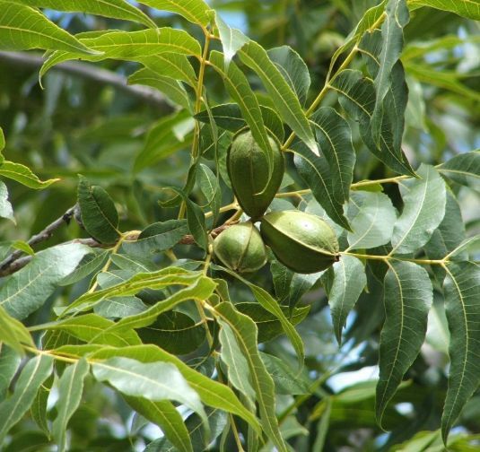 Nuc Pecan (Soiul Texan )