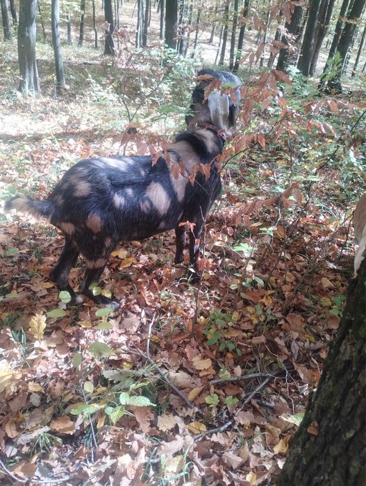 Vand sau schimb Tap anglo-nubian