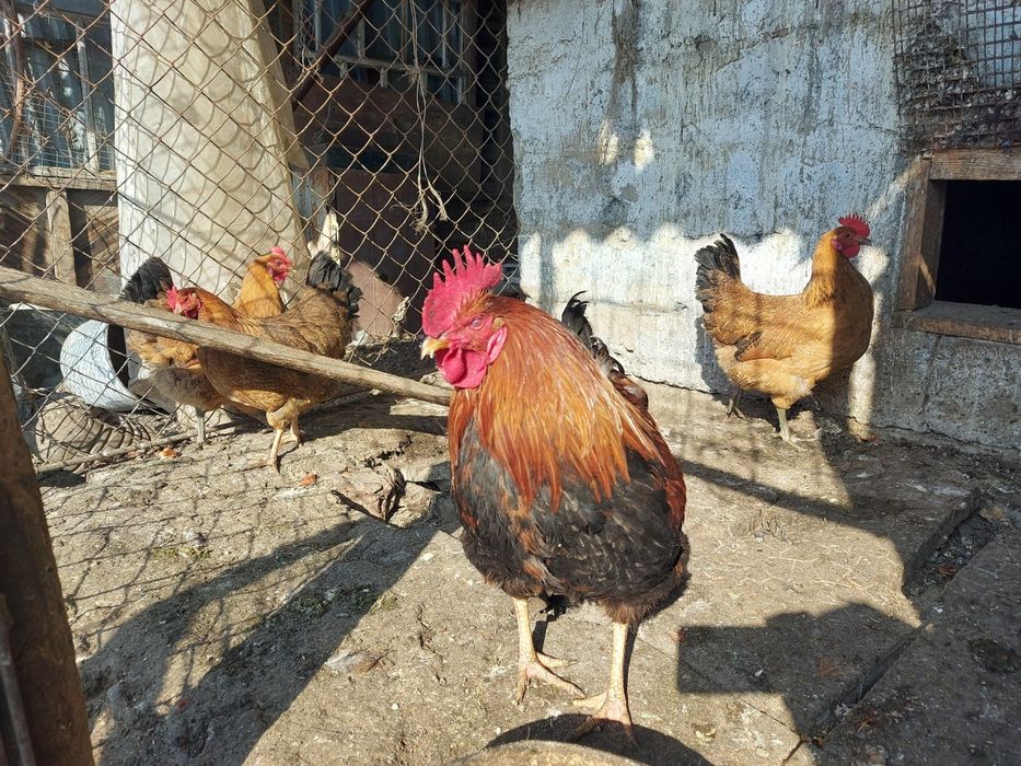 Кучинский юбилейный семейка