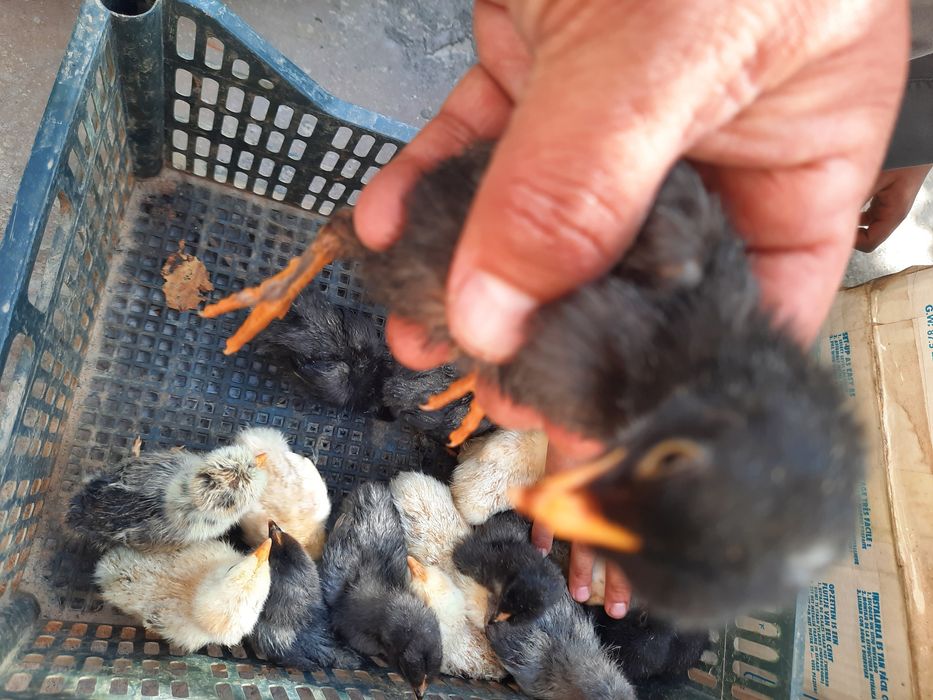 Андижон кора товук брама жерс Жужалари сотилади